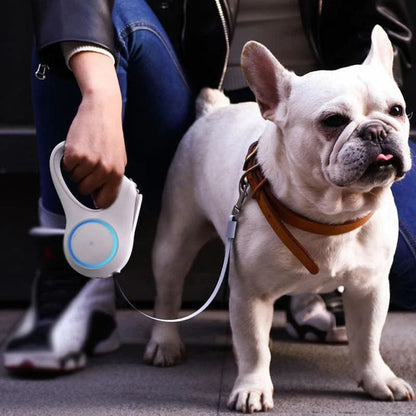 Lâche de chien pour les promenades nocturnes