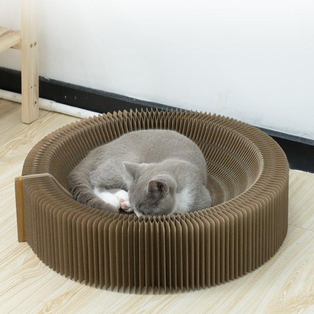 Scratching Board pour les chats