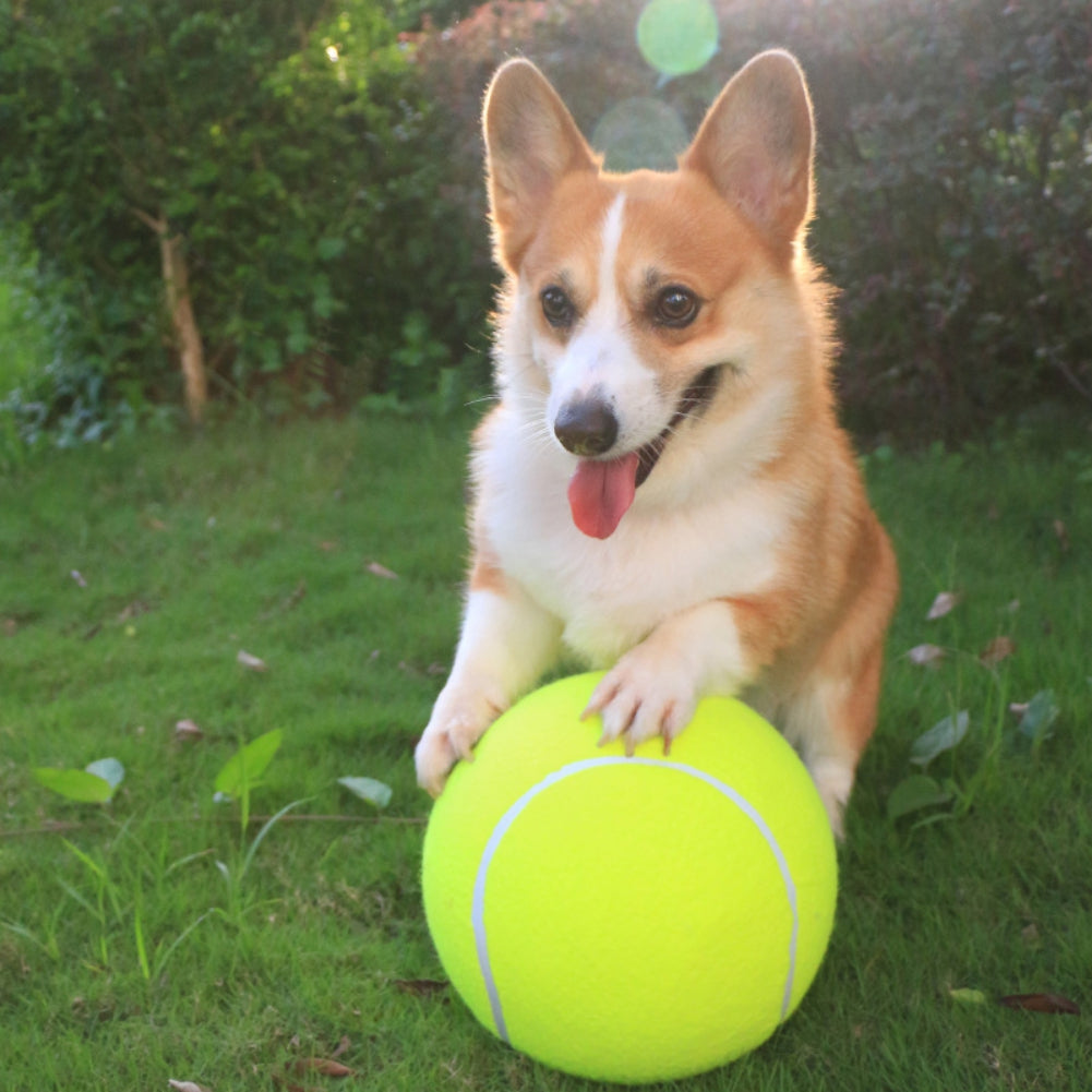 Balle de tennis gonflable | Jouet pour chien