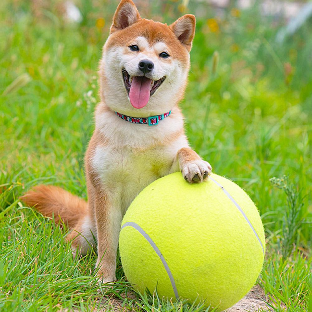 Balle de tennis gonflable | Jouet pour chien